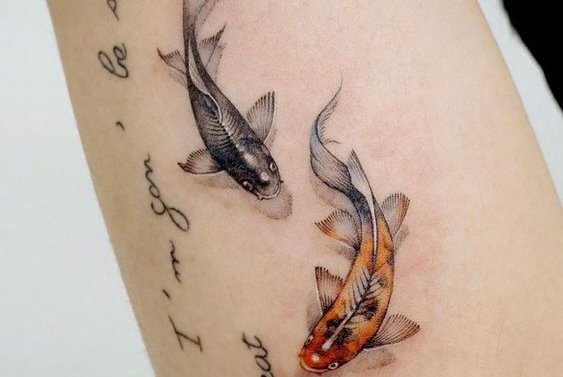 Рыбы Кои (15)